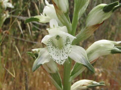 Chloraea piquichen (Lam.) Lindl.的圖片