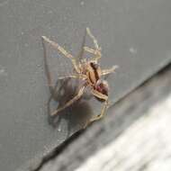 Image of Wolf spider