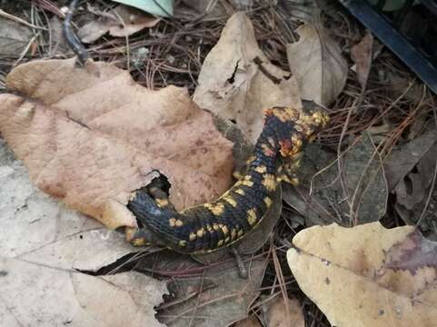 Abronia lythrochila Smith & Alvarez Del Toro 1963的圖片