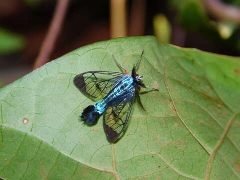 صورة Clystea rubipectus Schaus 1898