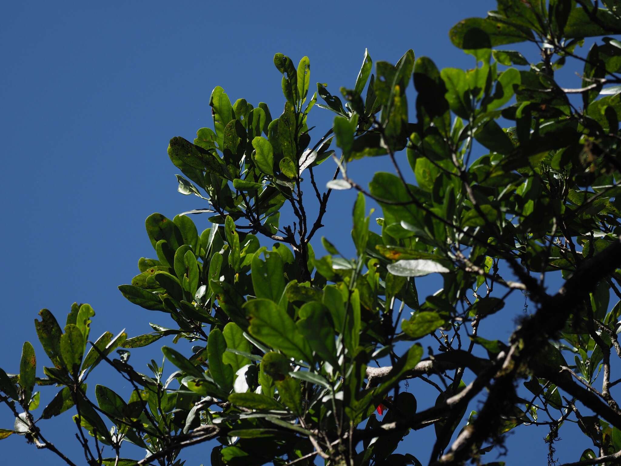 Image of Sloanea rhodantha (Bak.) Capuron