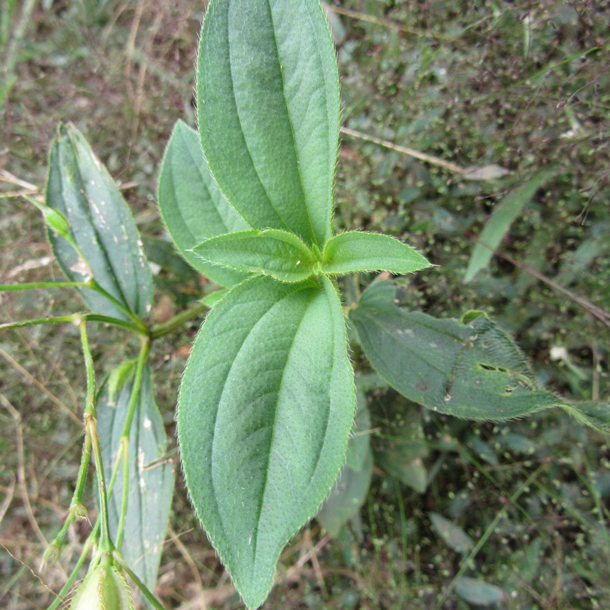 Pterogastra divaricata (Bonpl.) Naud.的圖片