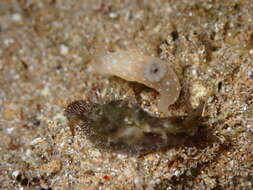 Imagem de Gymnodoris okinawae Baba 1936