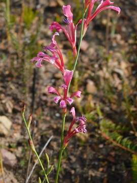 Image of Tritoniopsis ramosa var. ramosa