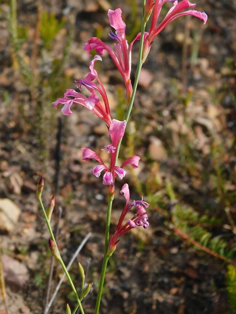 Image of Tritoniopsis ramosa var. ramosa