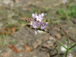 Image of herb of the cross