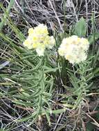 Image of winged cudweed