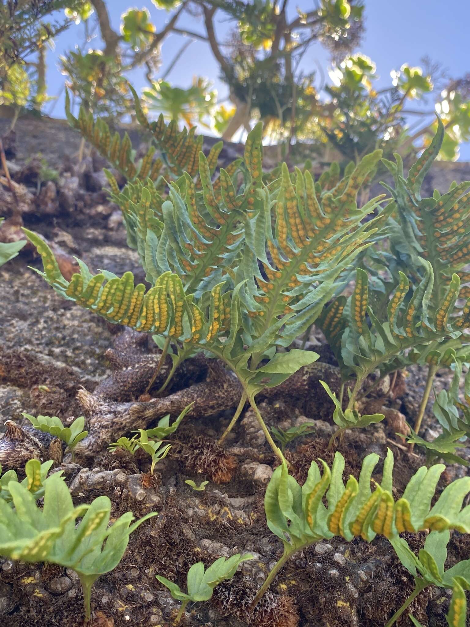 Polypodium cambricum subsp. macaronesicum (Bobrov) Fraser-Jenkins的圖片