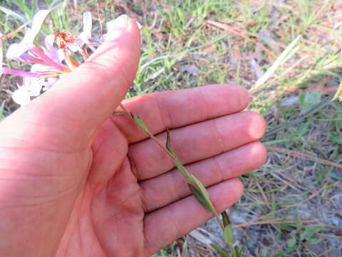 Image of Florida Phlox