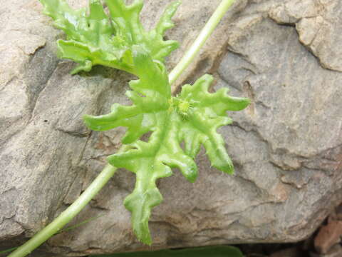 Image of Loasa elongata Hook. & Arn.