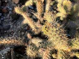 Image of Cylindropuntia alcahes var. burrageana (Britton & Rose) Rebman