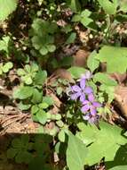 Image of creeping phlox