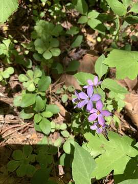 Image of creeping phlox