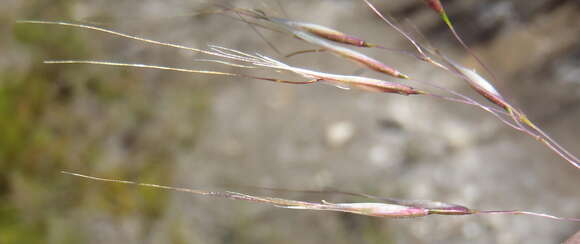 Image de Pentameris macrocalycina (Steud.) Schweick.