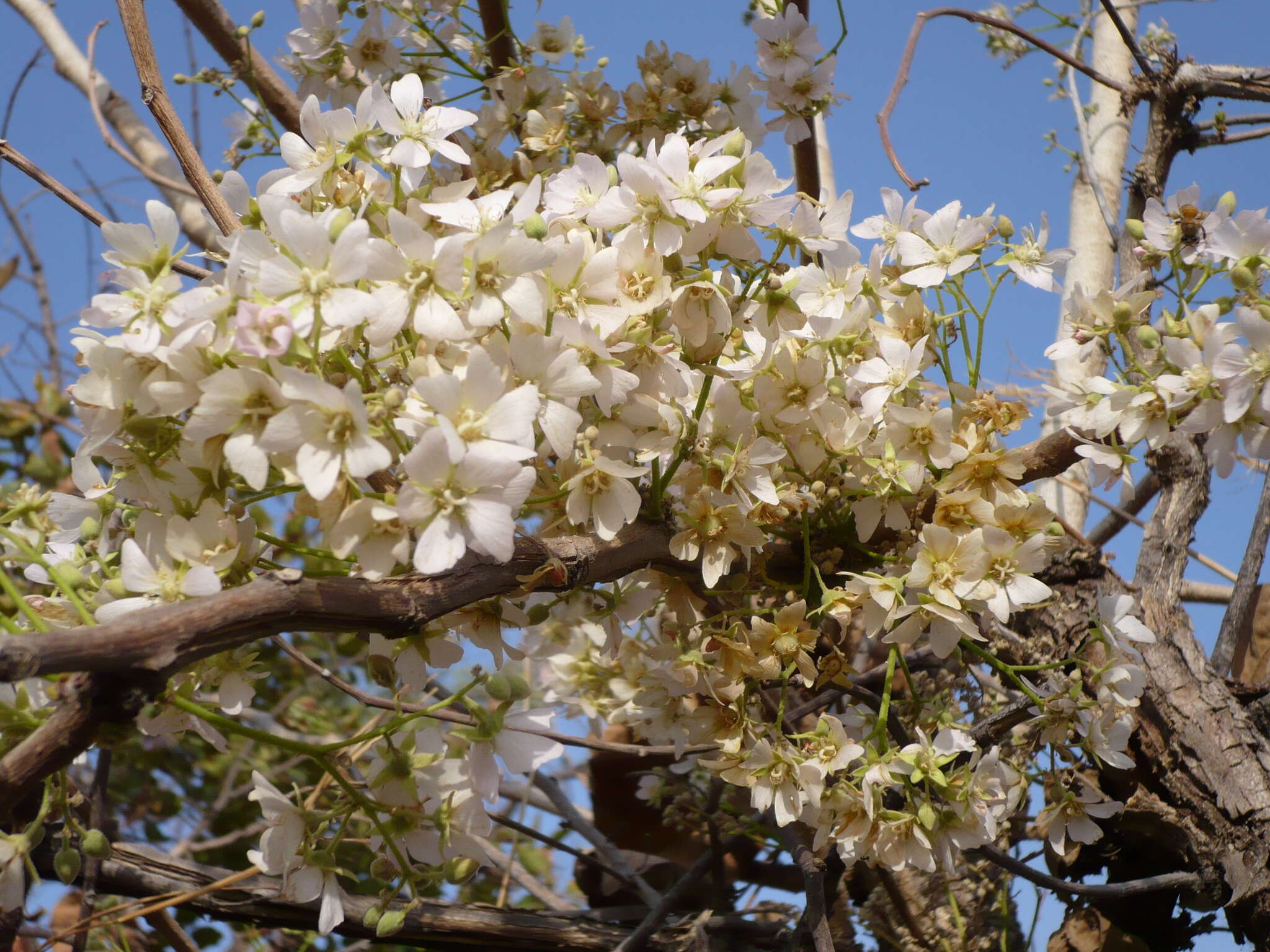 Image of Dombeya quinqueseta (Del.) Exell