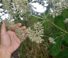 Image of Sweet-Scented Joe-Pye-Weed