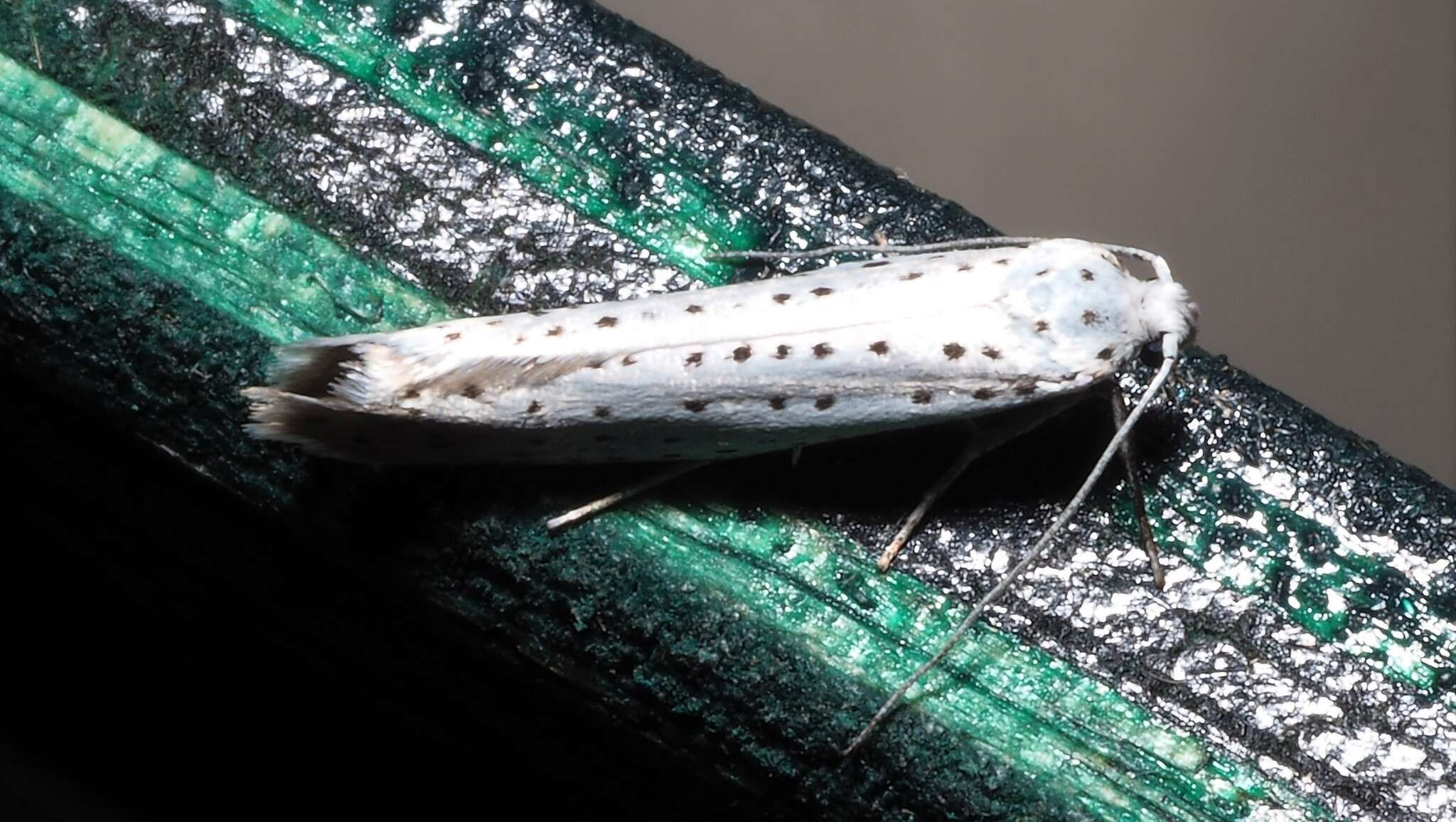 Imagem de Yponomeuta evonymella Linnaeus 1758