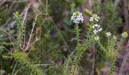 Image of Sphenotoma dracophylloides Sond.
