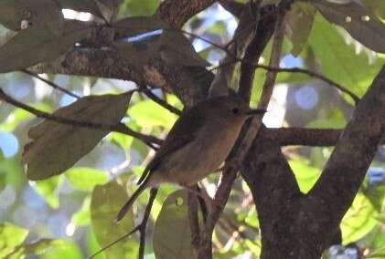 Image of Large-billed Scrubwren