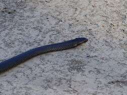 Image of Eastern brown snake