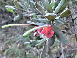 Imagem de Grevillea arenaria subsp. canescens (R. Br.) P. M. Olde & N. R. Marriott