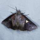 Image of Pterogonia episcopalis Swinhoe 1891