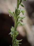 Image of narrow-petal rein orchid