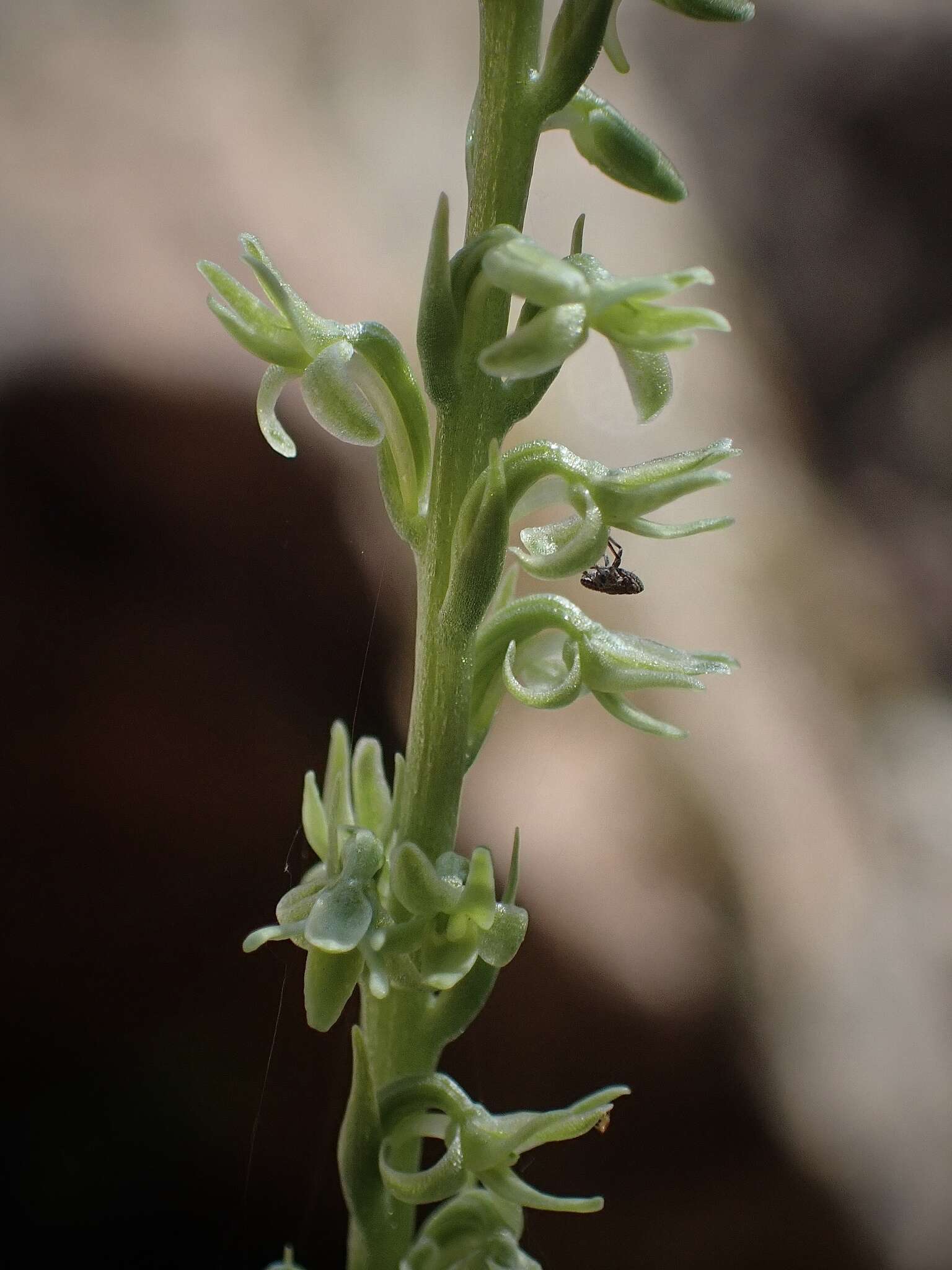 Image of narrow-petal rein orchid