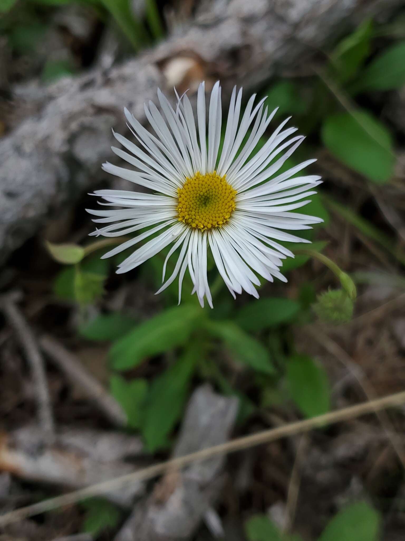 Image of sprucefir fleabane