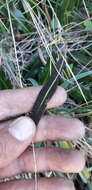 Image of Elaphoglossum gayanum (Fée) Moore