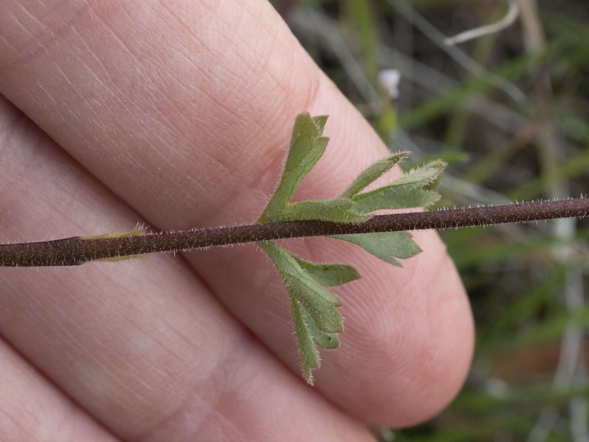 Image of prairie woodland-star