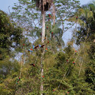 Image of Red-and-green Macaw