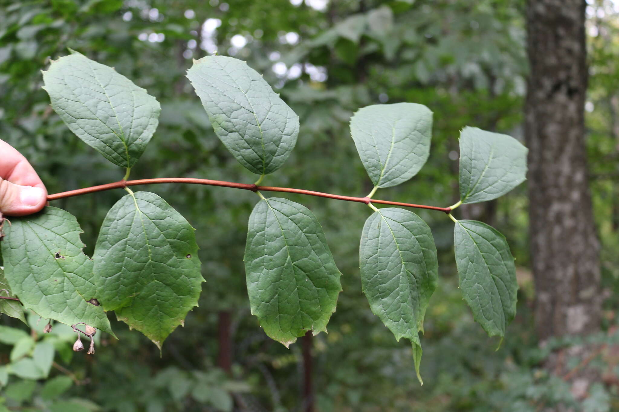 Image of golden mock orange