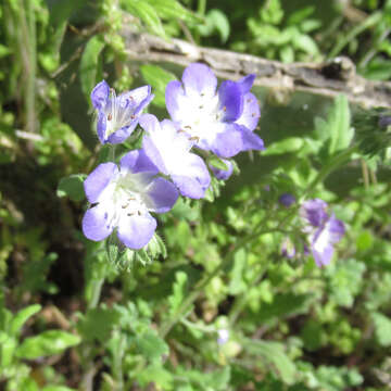 Image of sand phacelia