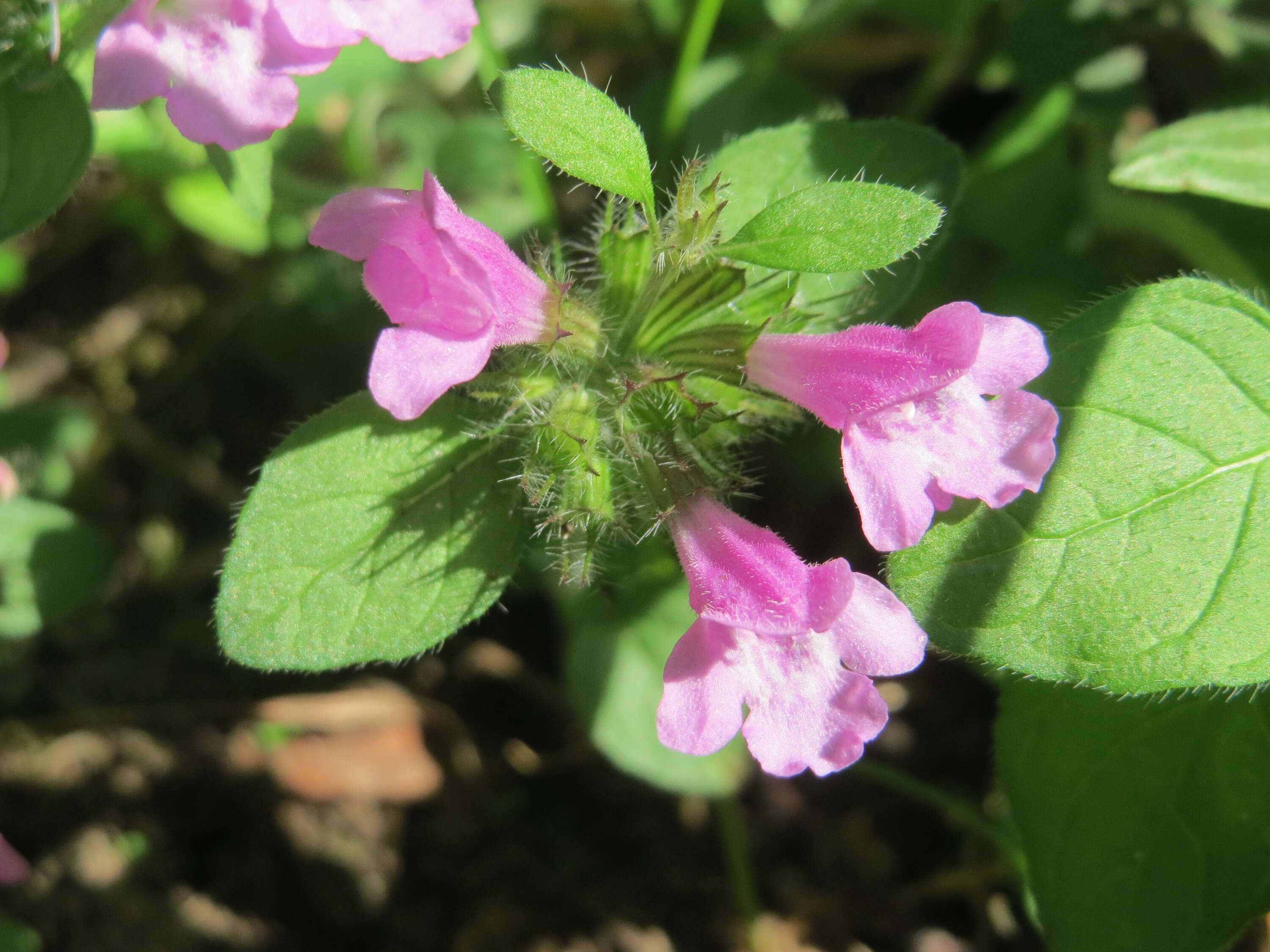 Image of wild basil