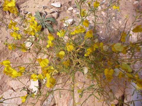 Image of greenstem paperflower