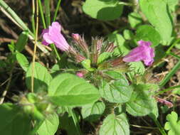 Image of wild basil