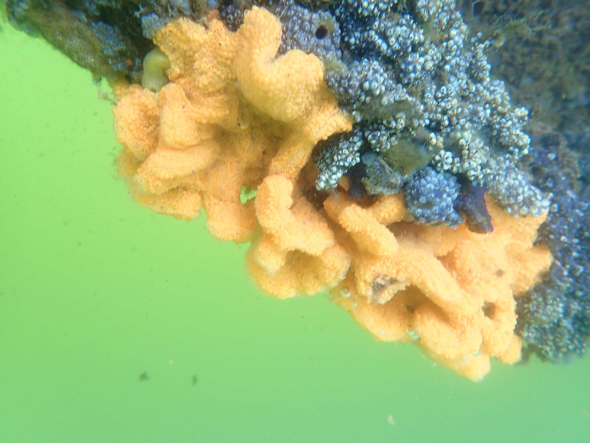 Image of Colonial tunicate