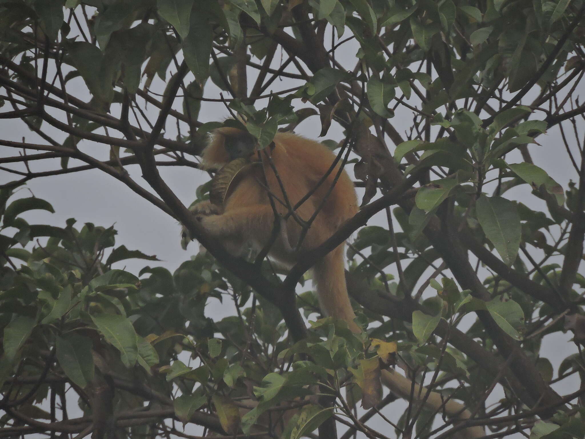 Image of Gee's Golden Langur