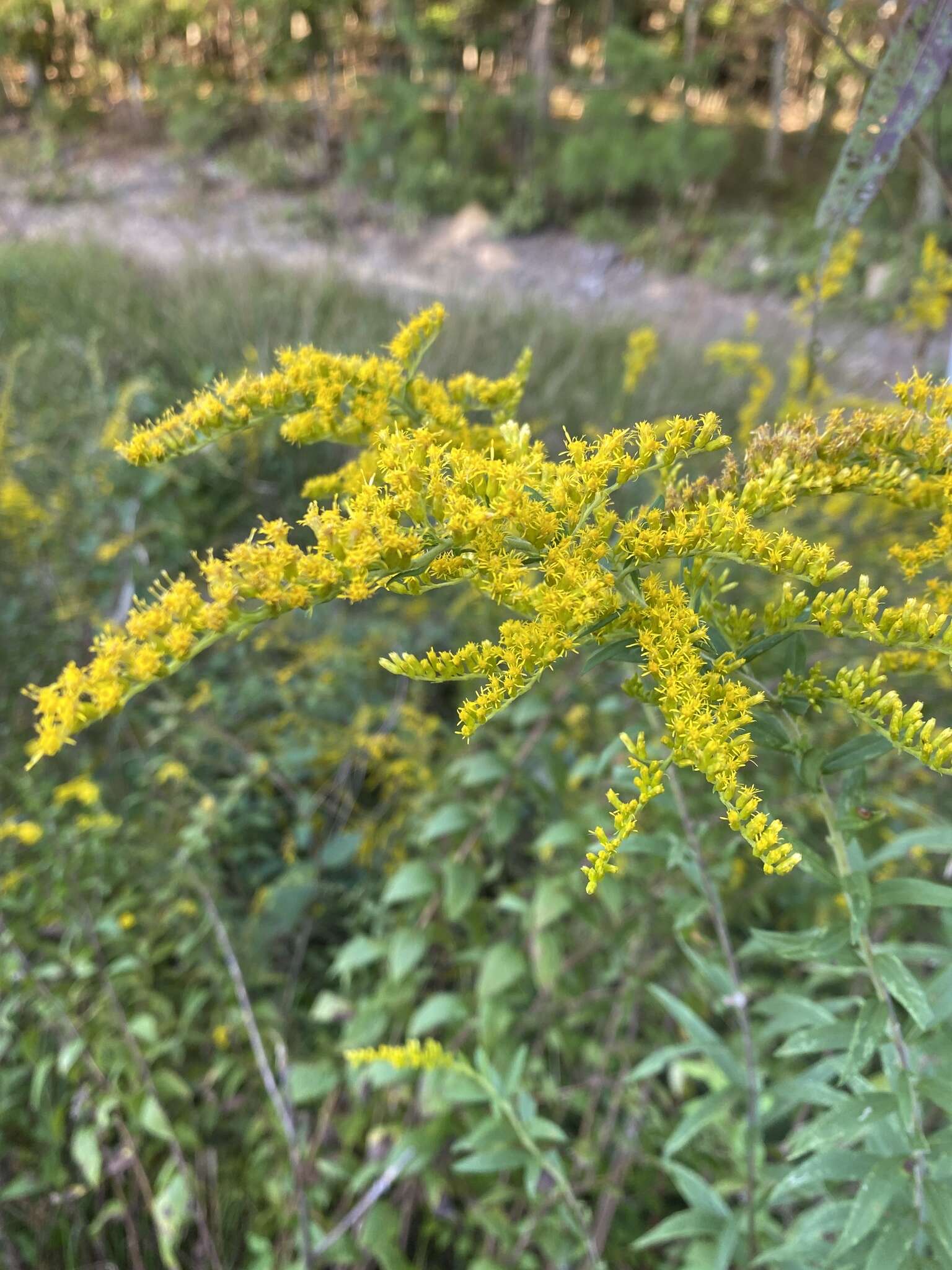 Image of wrinkleleaf goldenrod