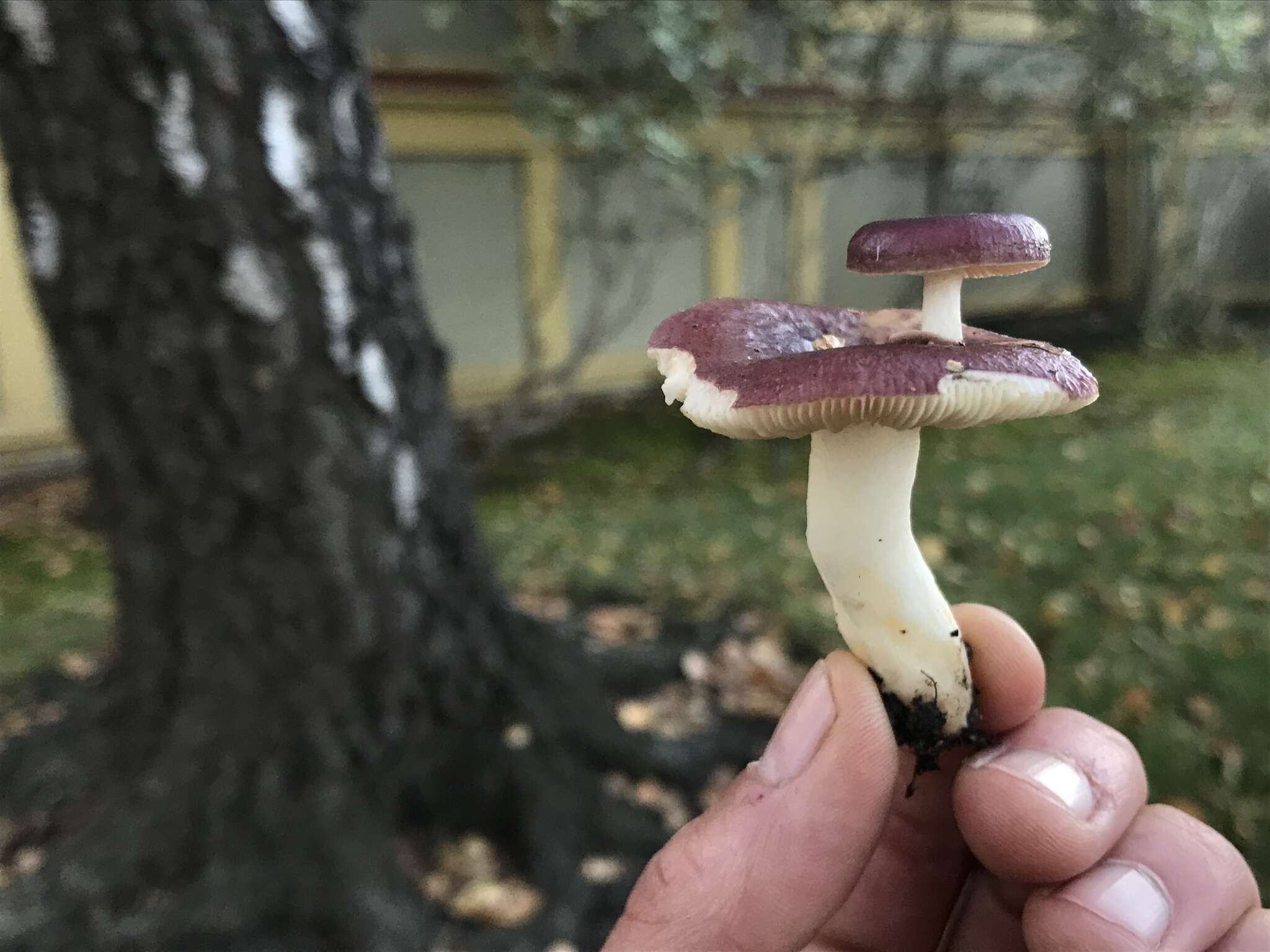 Imagem de Russula versicolor Jul. Schäff. 1931