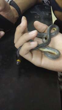 Image of Variable Reed Snake