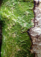 Sivun Fissurina triticea (Nyl.) Staiger kuva