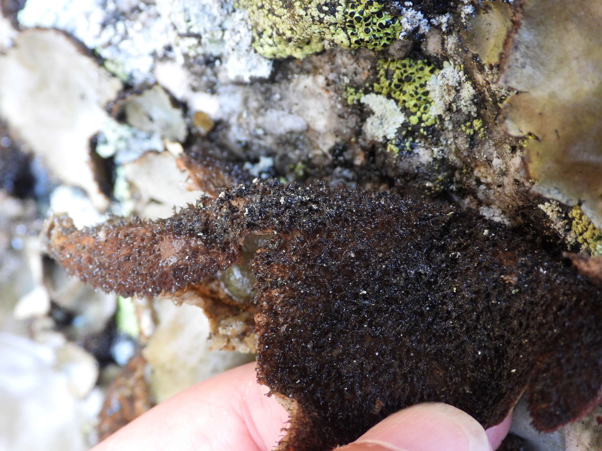 Image of hairy navel lichen