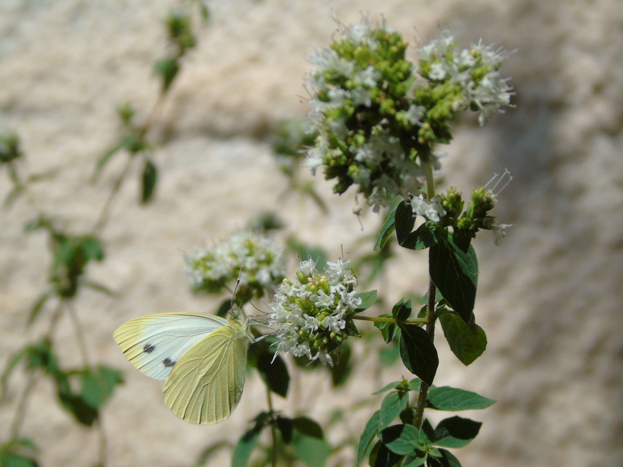 Image of Southern Small White