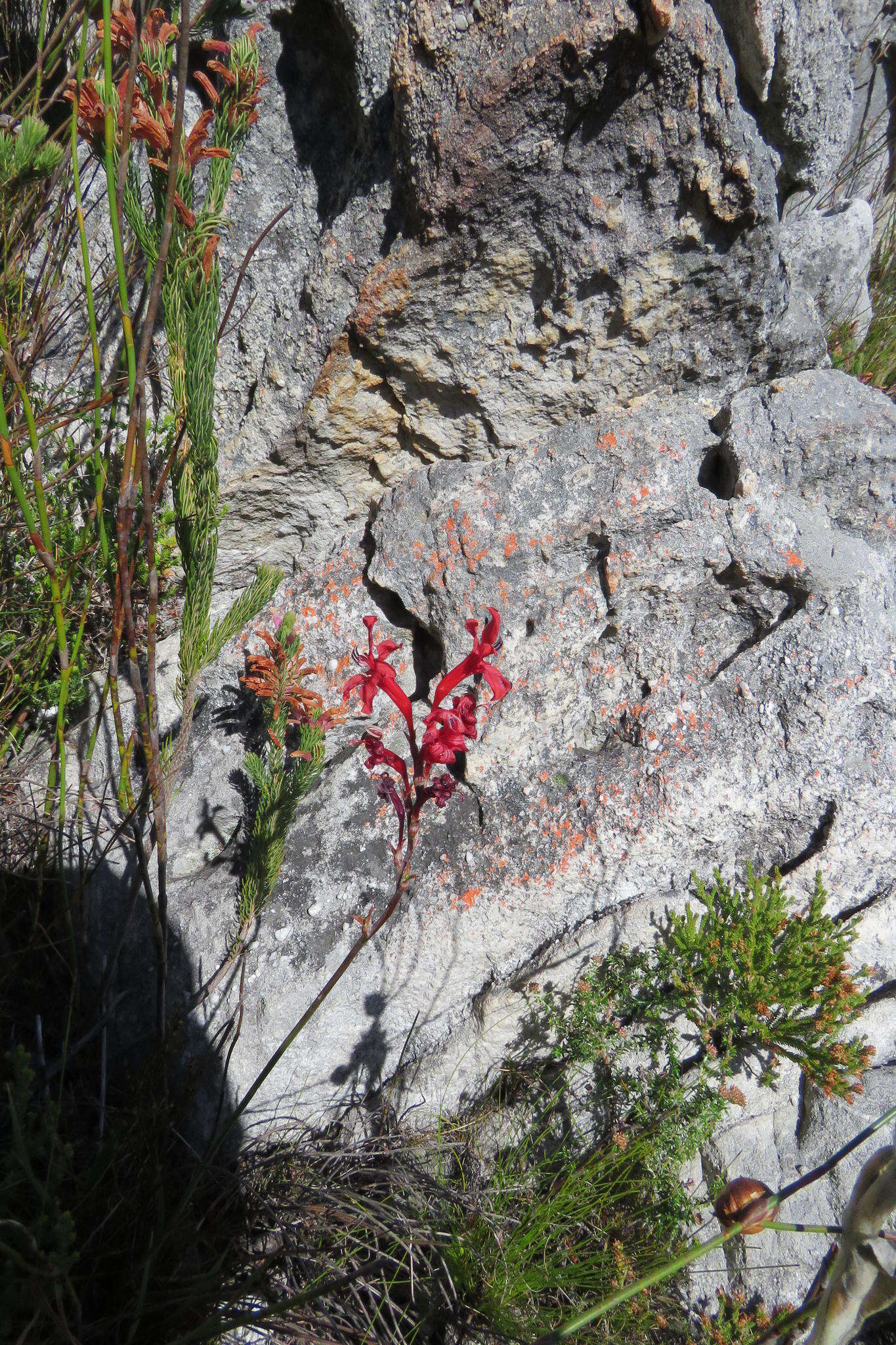 Imagem de Tritoniopsis burchellii (N. E. Br.) Goldblatt