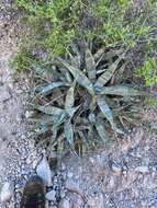 Слика од Agave sobria Brandegee