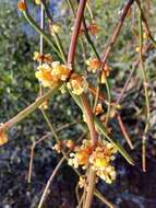 Image of Ephedra tweedieana C. A. Mey.