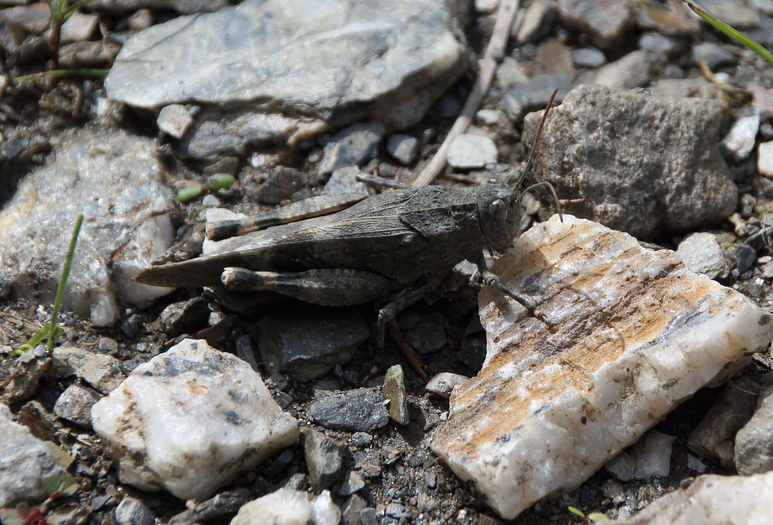 Image of red-winged grasshopper