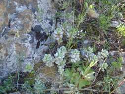 Image of Adromischus caryophyllaceus (Burm. fil.) Lem.